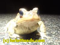/home//u458753944/public_html/sourcegallery////Roxborough Toad Detour/2023/2023-04-01/P4010672.JPG